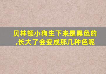贝林顿小狗生下来是黑色的,长大了会变成那几种色呢